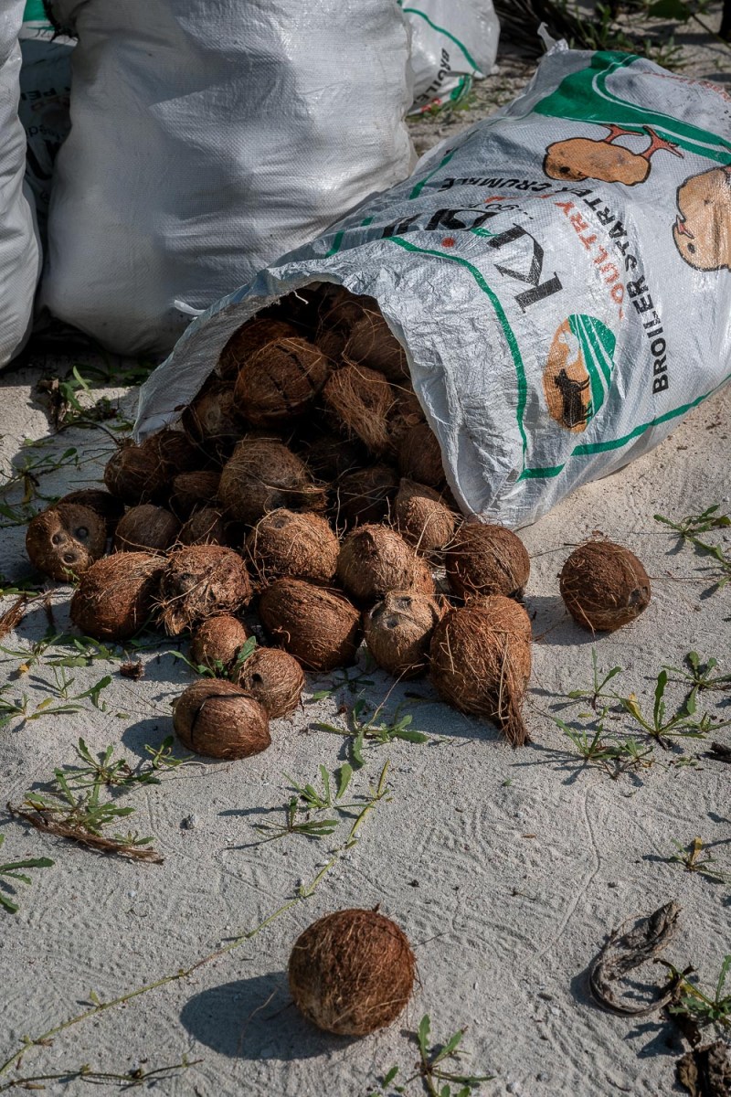 Coconuts, Bangaram, Lakshadweep, India.