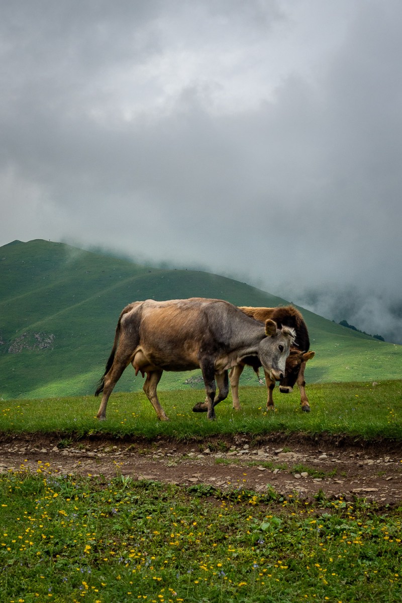 Gergeti Trinity Church, Kazbegi, Georgia.