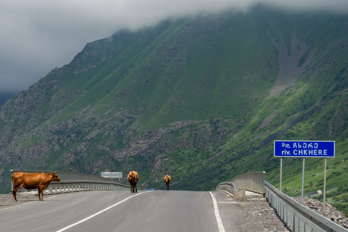 Cows on the highway, Chkere, Georgia.