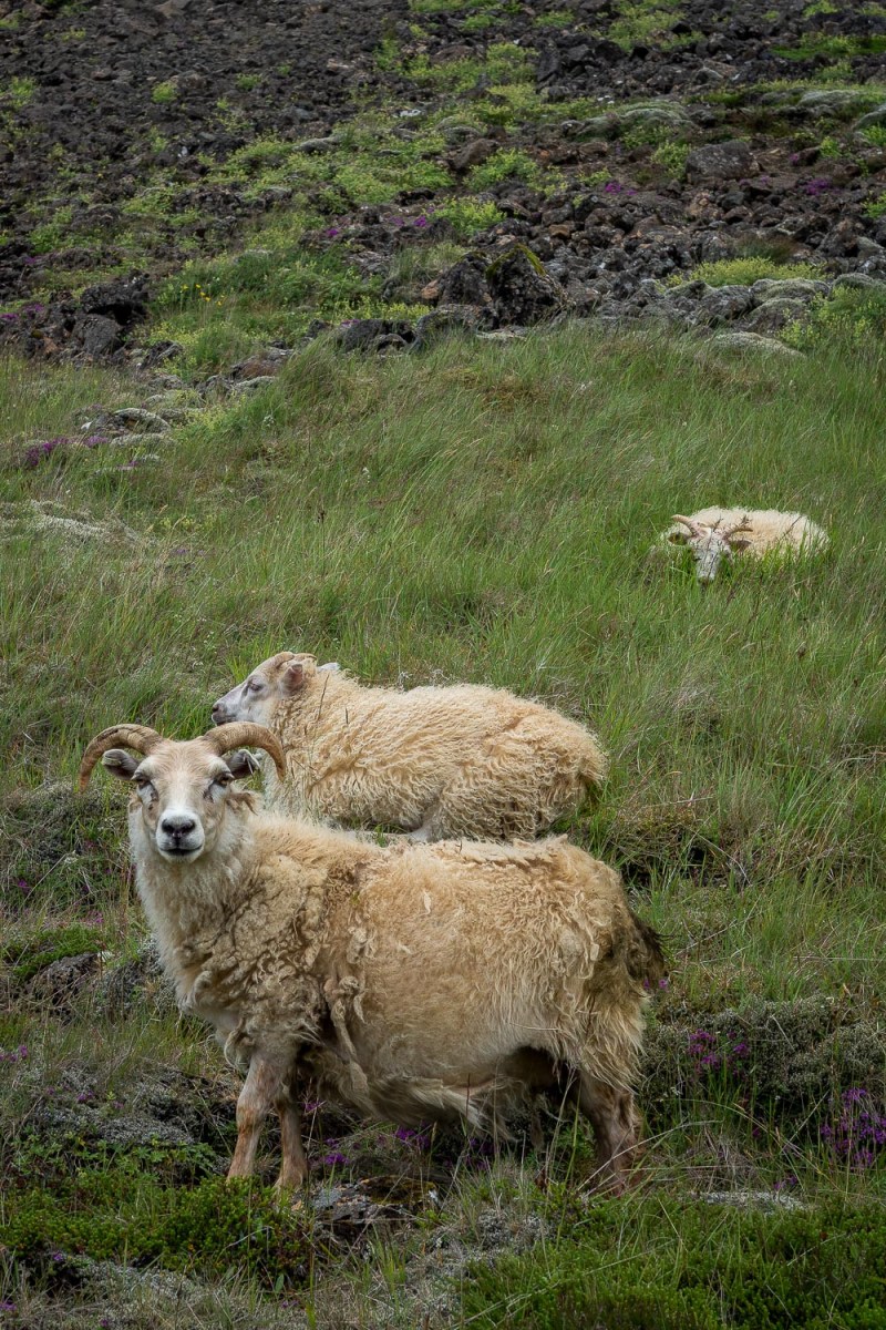 Sheeps gracing, Hveragerdi, Iceland.