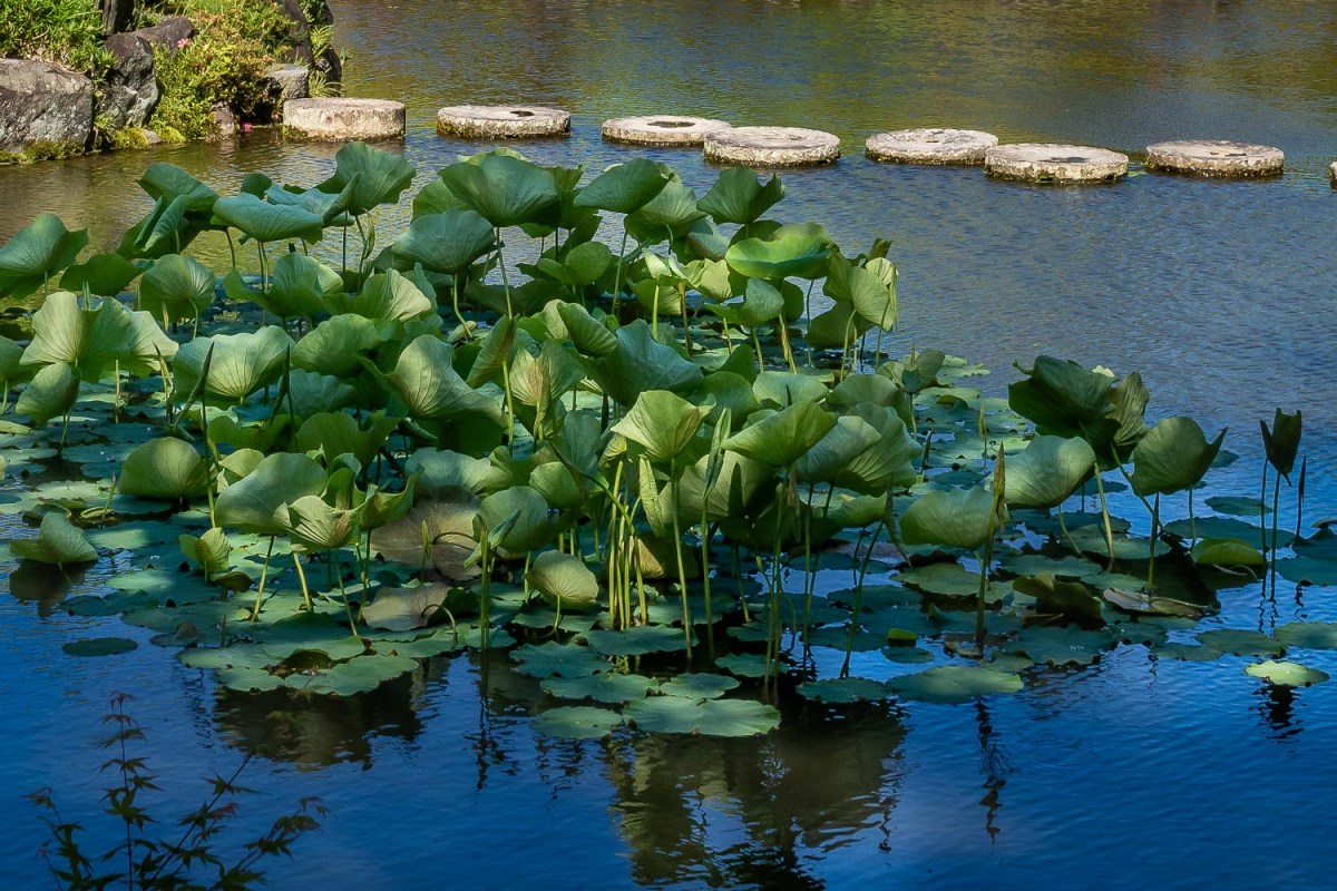Isuien Garden, Nara, Japan.