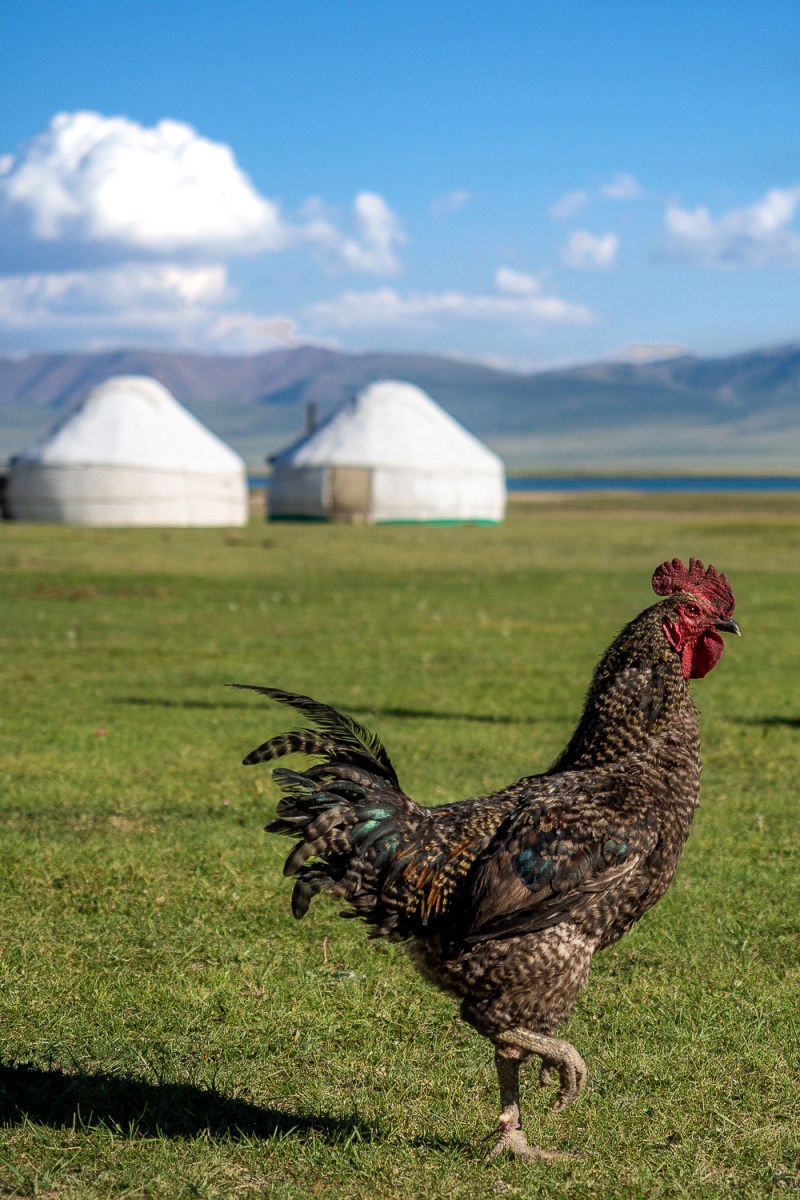 Song-Kul Lake, Kyrgyzstan.