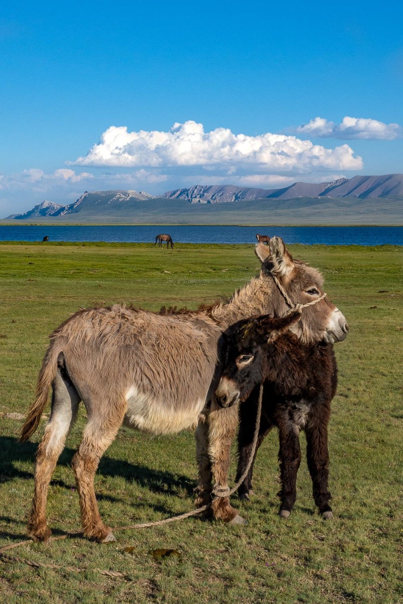 Song Kul-Lake, Kyrgyzstan.