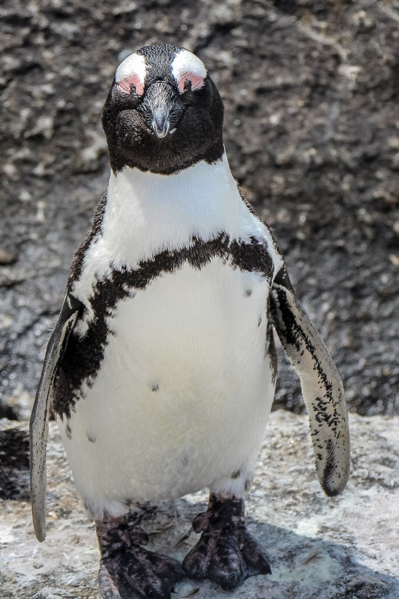 Boulders Beach, Cape Peninsula, South Africa.