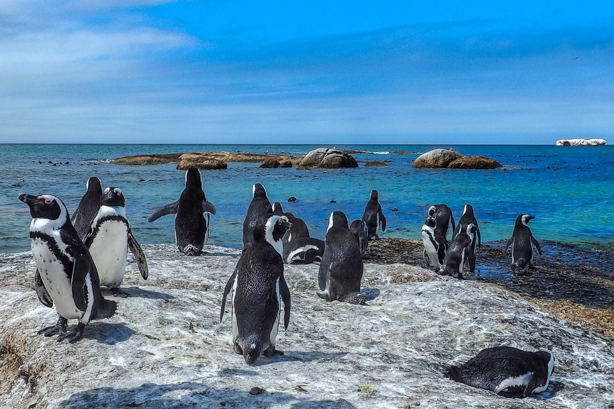 Penguins at Boulders Beach, Cape Peninsula, South Africa.