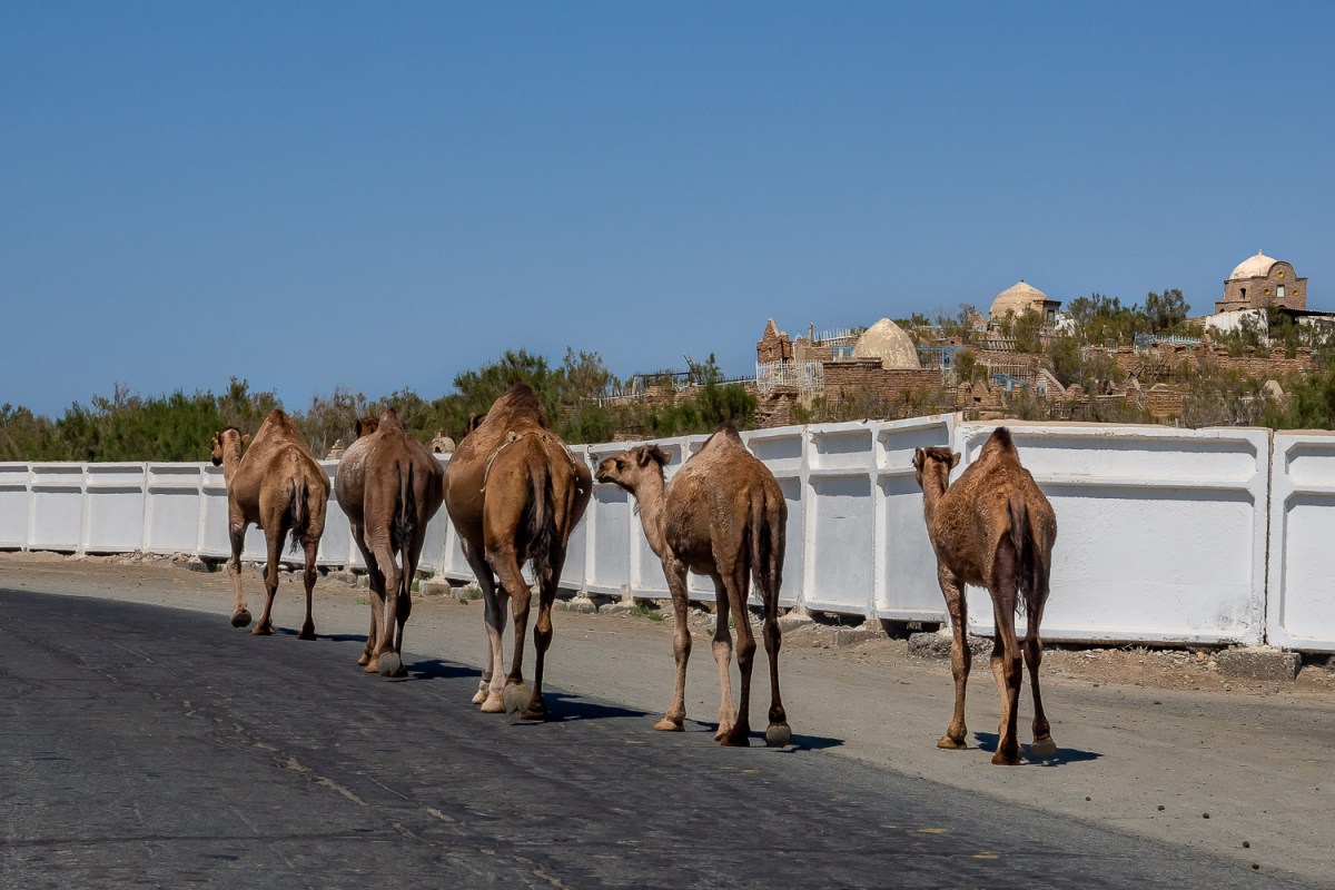 Camels on the road, Karakalpakstan, Uzbekistan.
