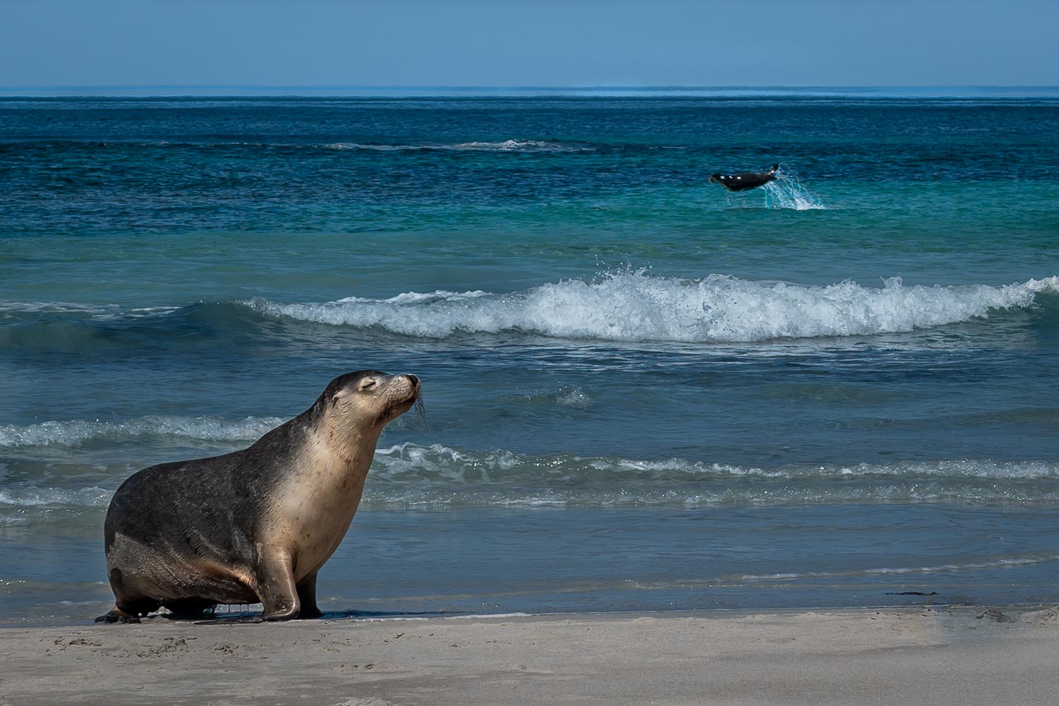 Sea lions at Kangaroo Island, Australia.