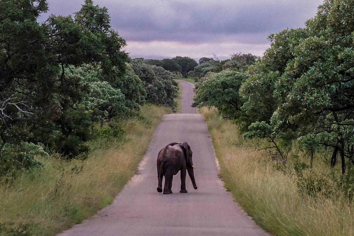 Travelgrapher.com-Inspire-South-Africa-Kruger-Park-Safari-Elephant