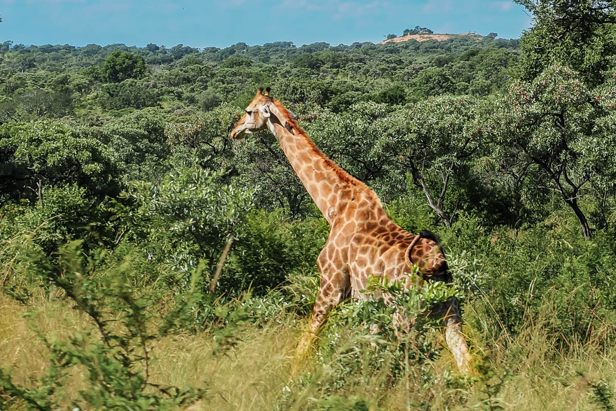 Travelgrapher.com-Inspire-South-Africa-Kruger-Park-Safari-Giraffe